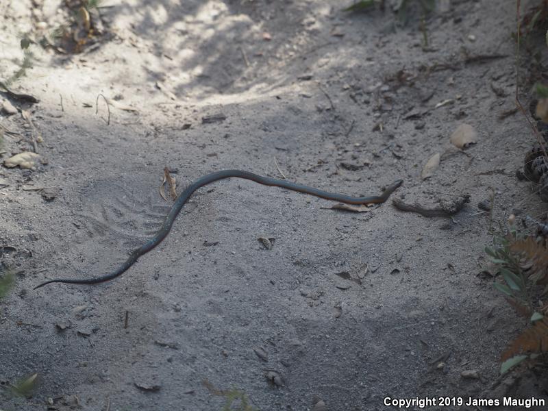 Pacific Ring-necked Snake (Diadophis punctatus amabilis)