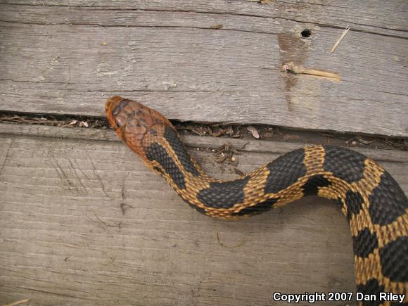 Eastern Foxsnake (Pantherophis gloydi)