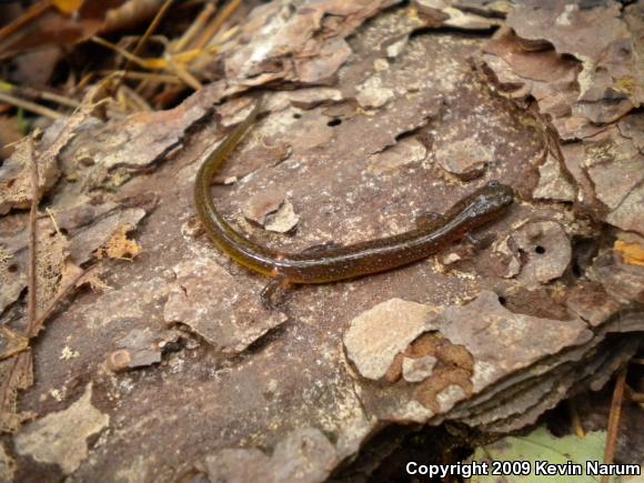 Many-ribbed Salamander (Eurycea multiplicata multiplicata)