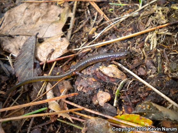 Many-ribbed Salamander (Eurycea multiplicata multiplicata)