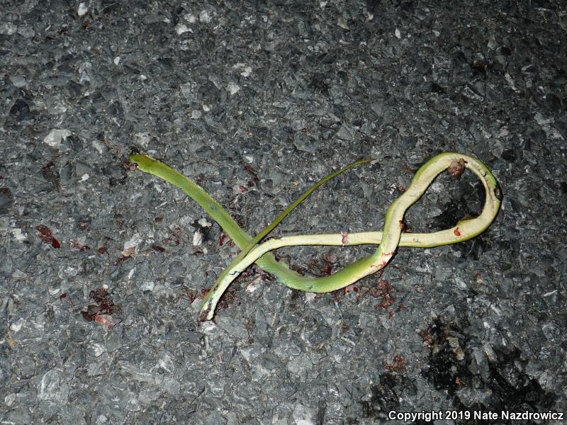 Northern Rough Greensnake (Opheodrys aestivus aestivus)