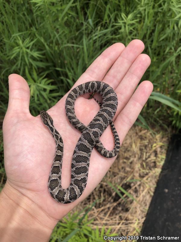 Western Foxsnake (Pantherophis vulpinus)