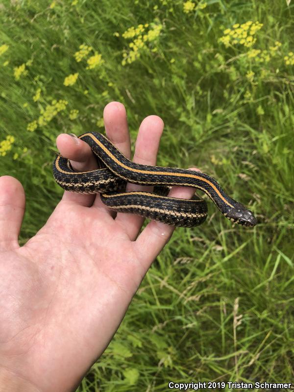 Plains Gartersnake (Thamnophis radix)