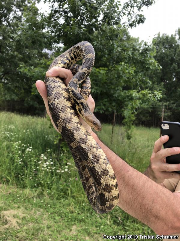 Western Foxsnake (Pantherophis vulpinus)