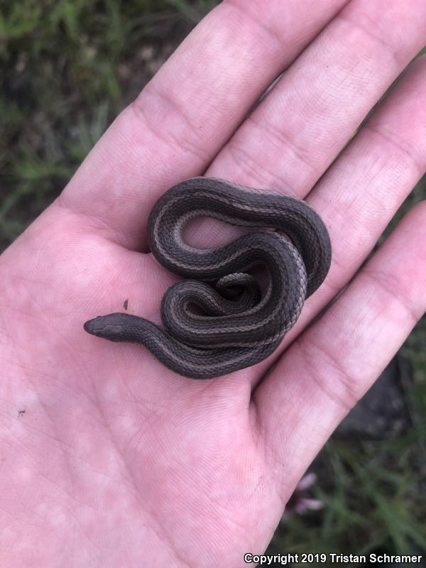 Lined Snake (Tropidoclonion lineatum)