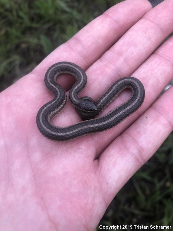 Lined Snake (Tropidoclonion lineatum)