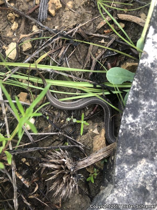 Lined Snake (Tropidoclonion lineatum)