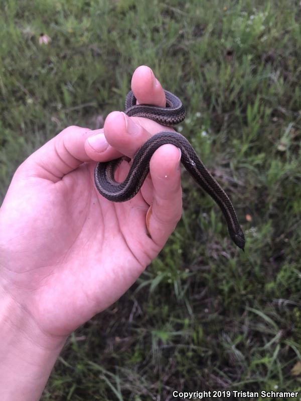 Lined Snake (Tropidoclonion lineatum)