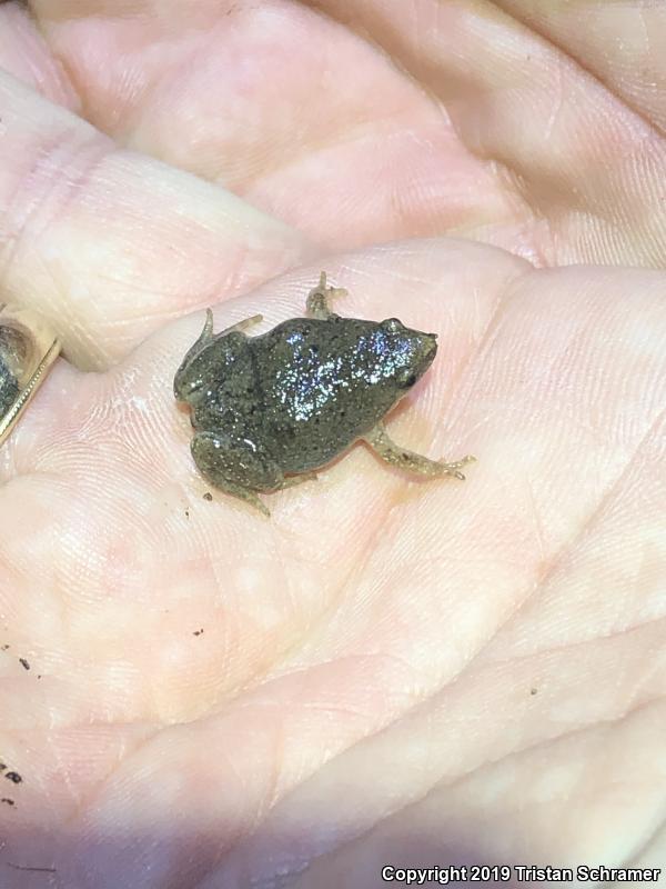 Western Narrow-mouthed Toad (Gastrophryne olivacea)