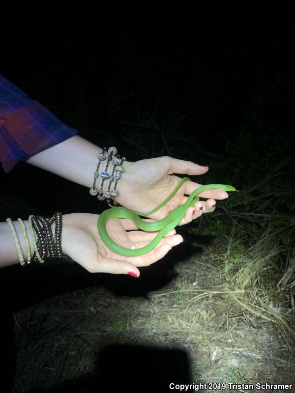 Rough Greensnake (Opheodrys aestivus)