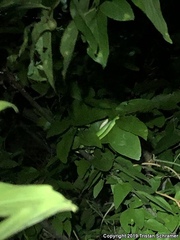 Rough Greensnake (Opheodrys aestivus)