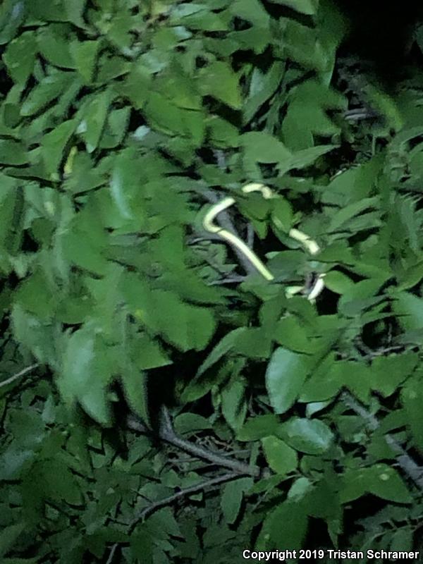 Rough Greensnake (Opheodrys aestivus)