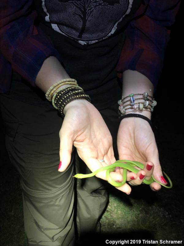 Rough Greensnake (Opheodrys aestivus)