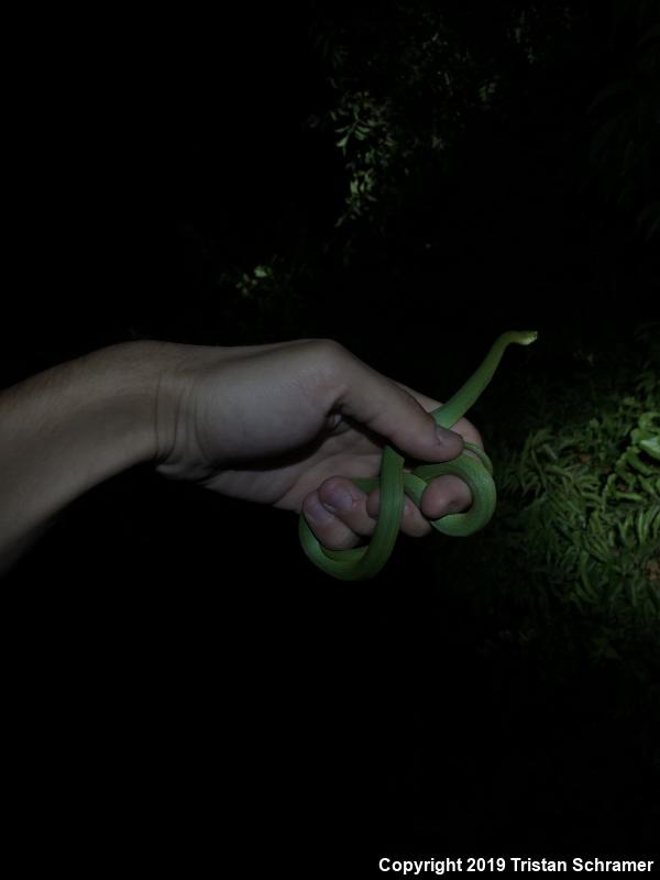 Rough Greensnake (Opheodrys aestivus)