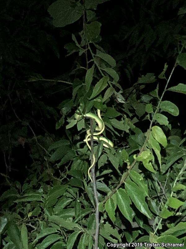 Rough Greensnake (Opheodrys aestivus)