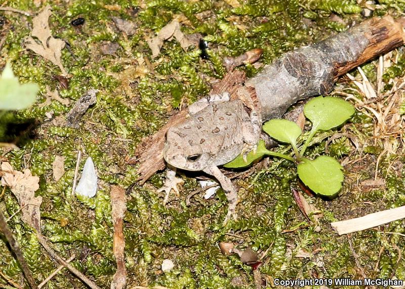 Dwarf American Toad (Anaxyrus americanus charlesmithi)