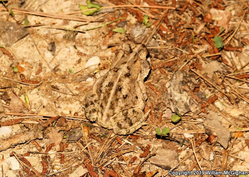 Dwarf American Toad (Anaxyrus americanus charlesmithi)