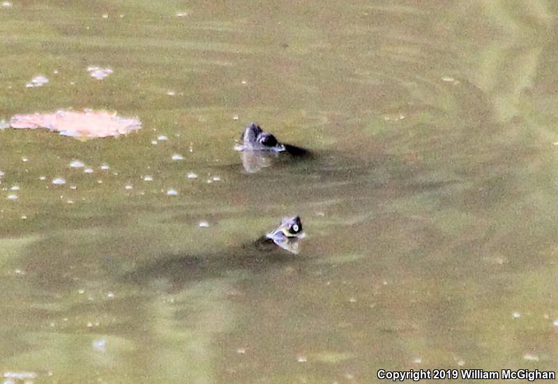 Mississippi Map Turtle (Graptemys pseudogeographica kohnii)