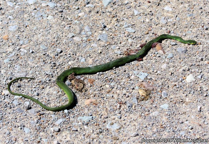 Rough Greensnake (Opheodrys aestivus)