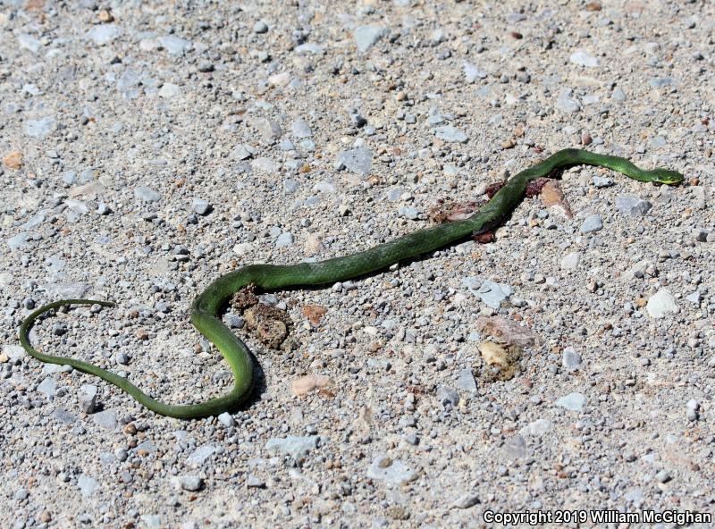 Rough Greensnake (Opheodrys aestivus)