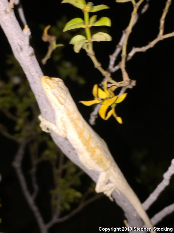 Western Long-tailed Brush Lizard (Urosaurus graciosus graciosus)