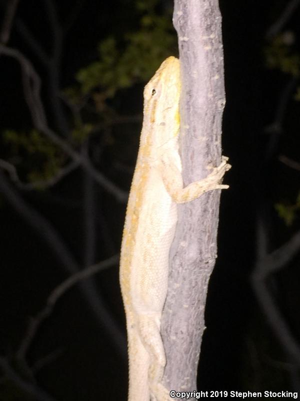 Western Long-tailed Brush Lizard (Urosaurus graciosus graciosus)