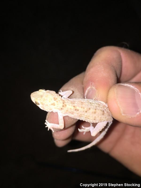 Rough-tailed Gecko (Cyrtopodion scabrum)