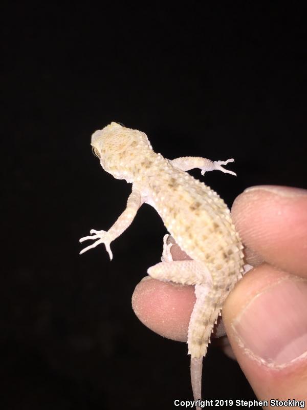 Rough-tailed Gecko (Cyrtopodion scabrum)