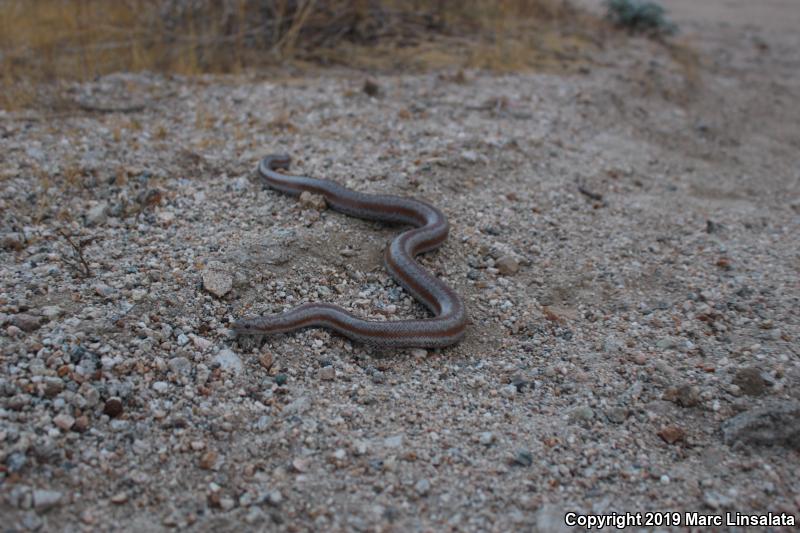 Coastal Rosy Boa (Lichanura trivirgata roseofusca)