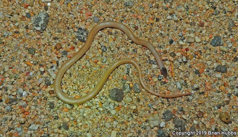 Smith's Black-headed Snake (Tantilla hobartsmithi)