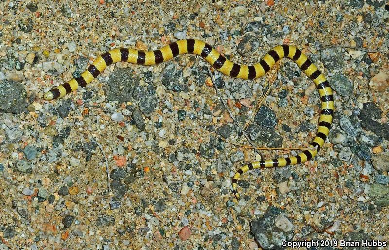 Mojave Shovel-nosed Snake (Chionactis occipitalis occipitalis)