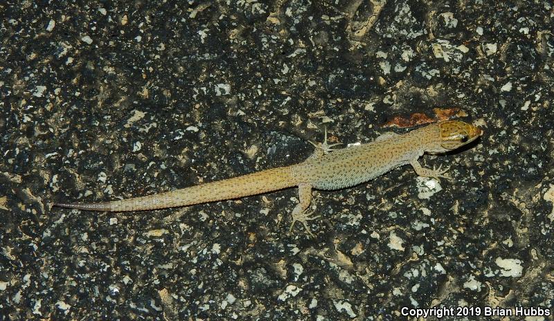 Desert Night Lizard (Xantusia vigilis vigilis)