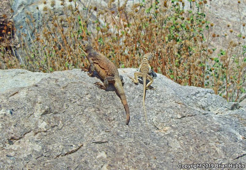 Great Basin Collared Lizard (Crotaphytus bicinctores)