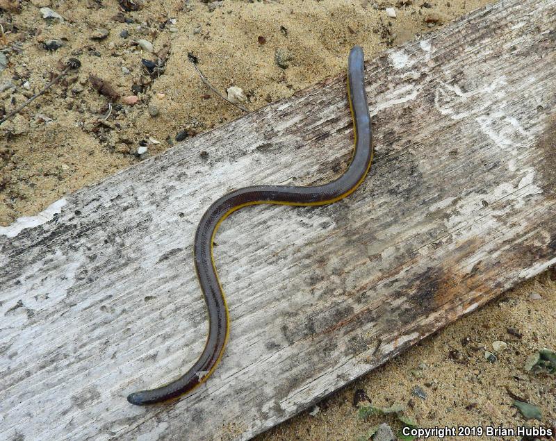 California Legless Lizard (Anniella pulchra)