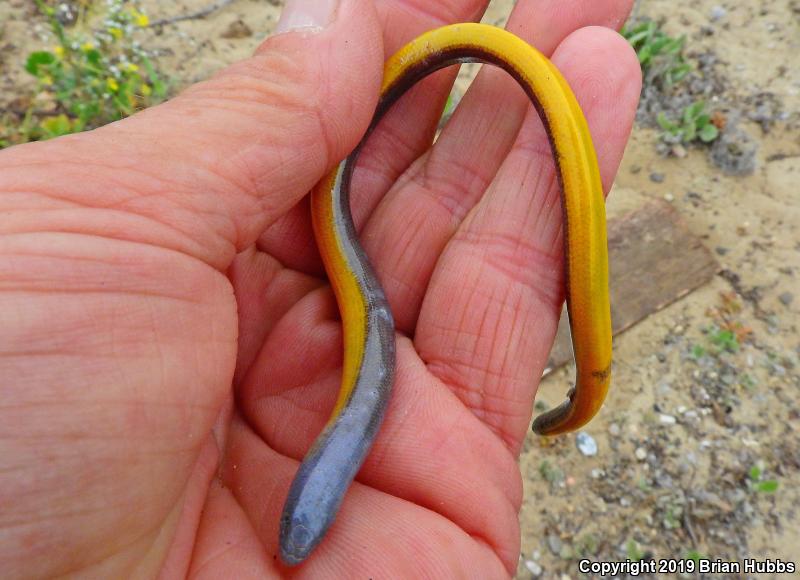 California Legless Lizard (Anniella pulchra)