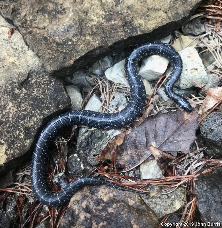 Black Kingsnake (Lampropeltis getula nigra)