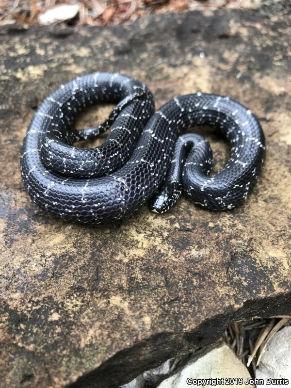 Black Kingsnake (Lampropeltis getula nigra)