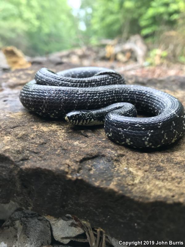 Black Kingsnake (Lampropeltis getula nigra)