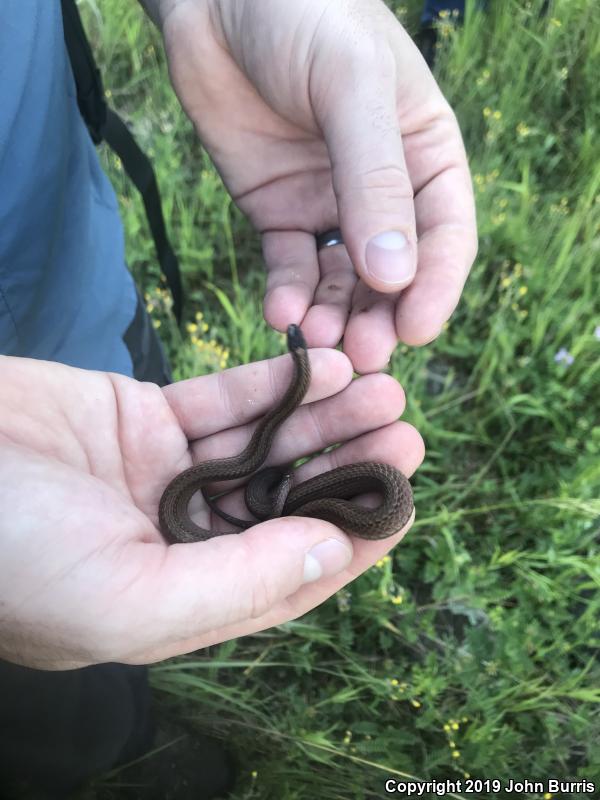 Northern Red-bellied Snake (Storeria occipitomaculata occipitomaculata)