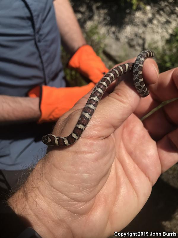 Eastern Milksnake (Lampropeltis triangulum triangulum)