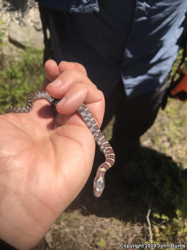 Eastern Milksnake (Lampropeltis triangulum triangulum)