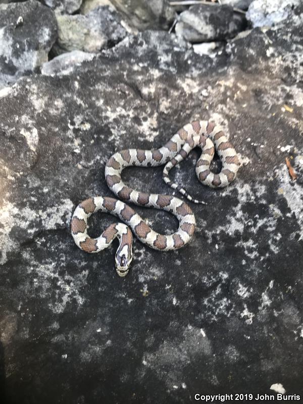 Eastern Milksnake (Lampropeltis triangulum triangulum)