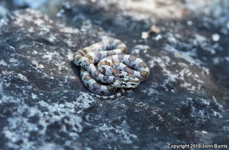 Eastern Milksnake (Lampropeltis triangulum triangulum)