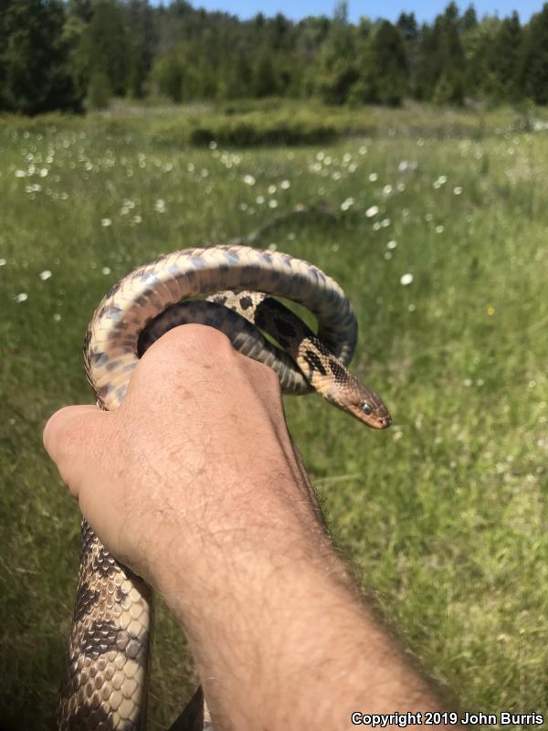 Western Foxsnake (Pantherophis vulpinus)