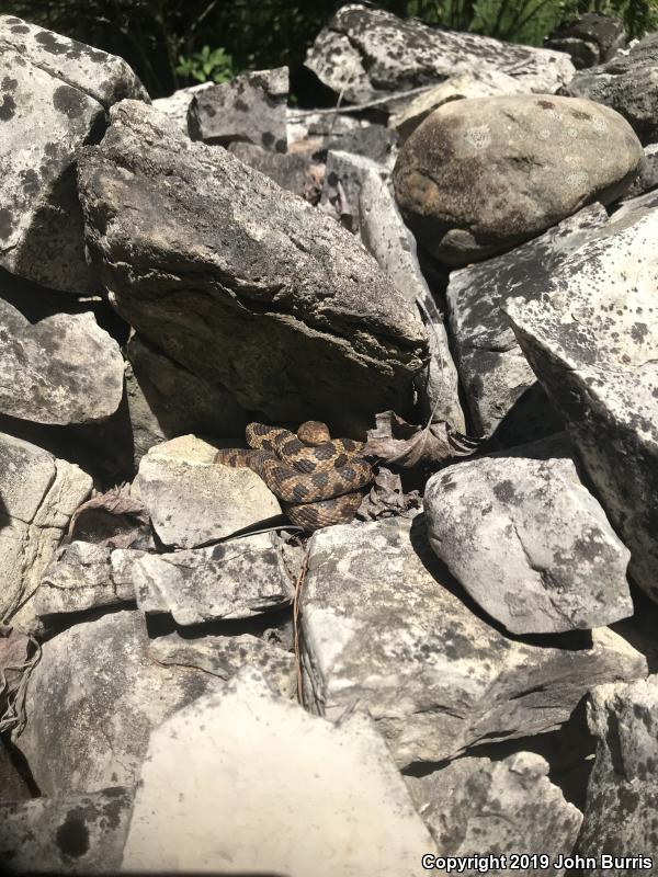 Western Foxsnake (Pantherophis vulpinus)