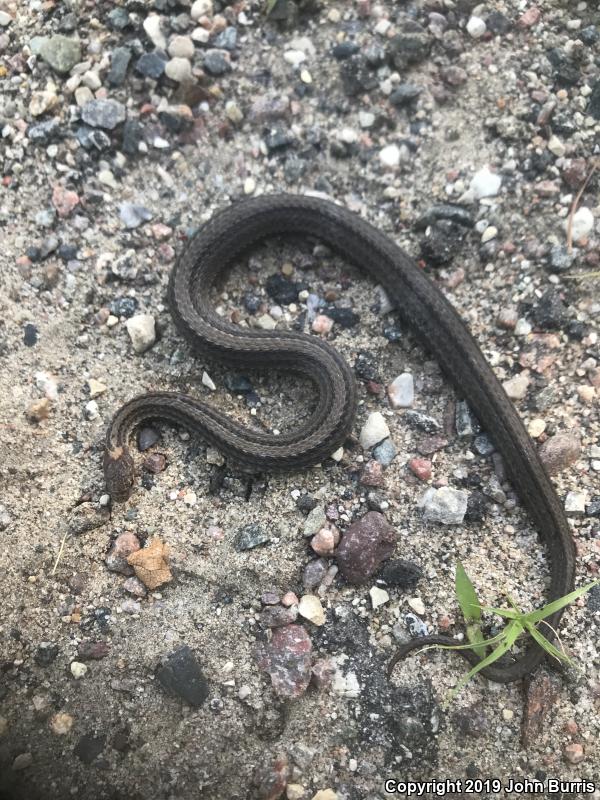 Northern Red-bellied Snake (Storeria occipitomaculata occipitomaculata)