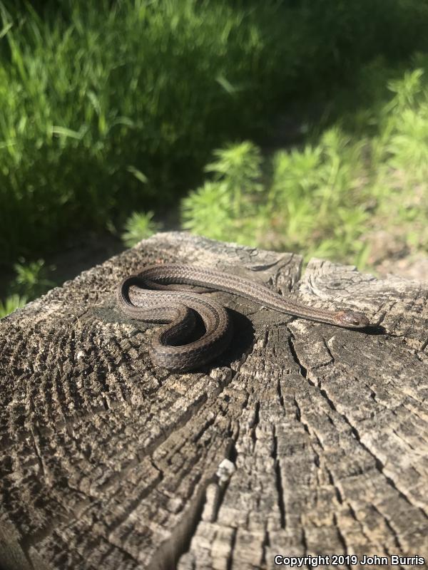 Northern Red-bellied Snake (Storeria occipitomaculata occipitomaculata)