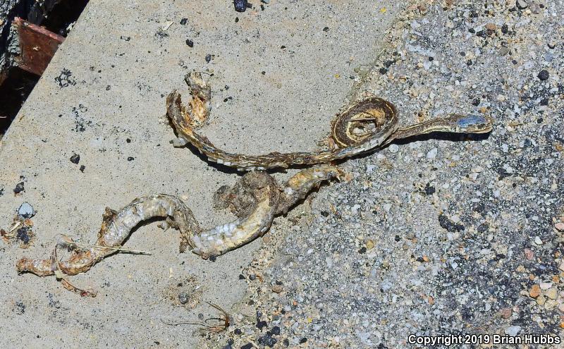 California Striped Racer (Coluber lateralis lateralis)