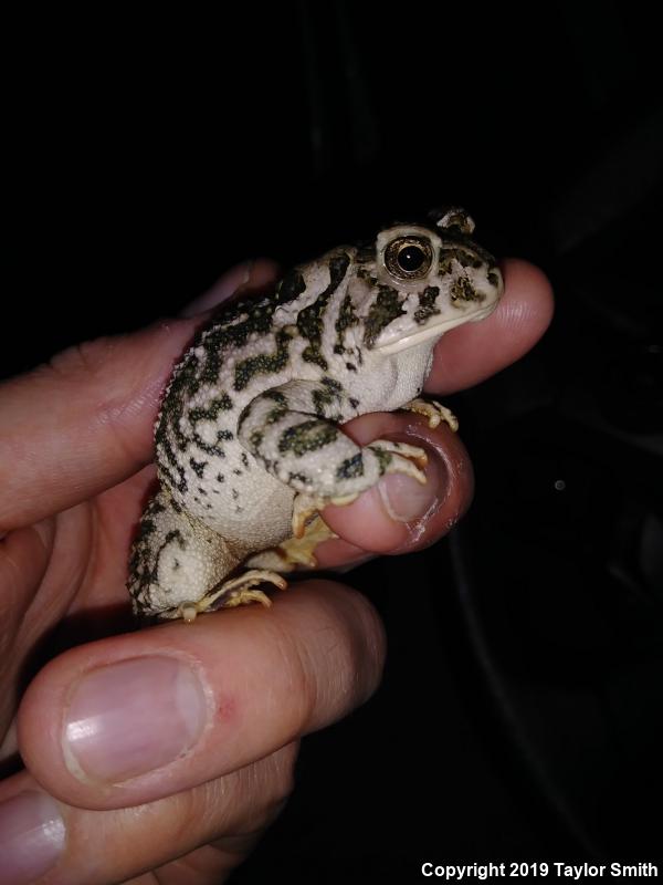 Woodhouse's Toad (Anaxyrus woodhousii woodhousii)