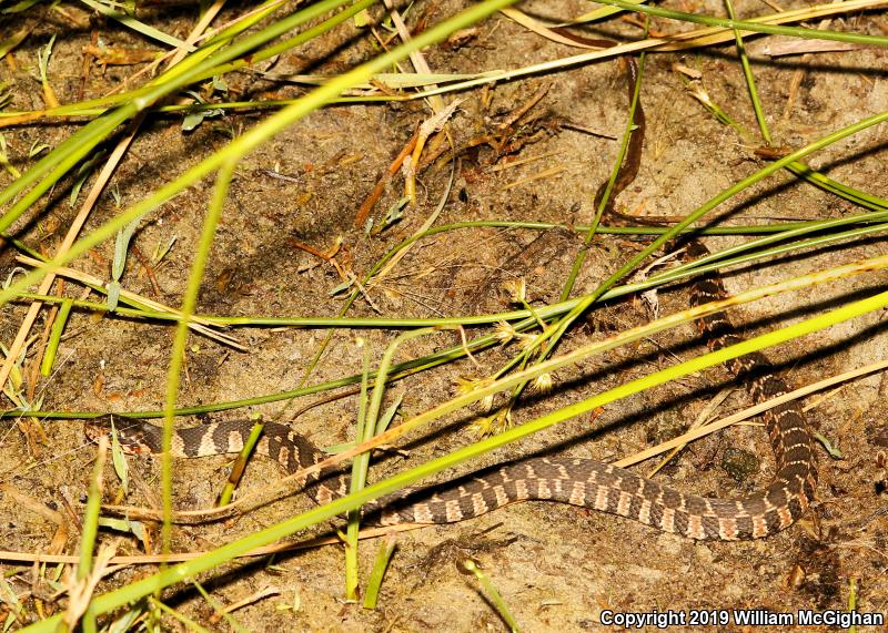 Plain-bellied Watersnake (Nerodia erythrogaster)